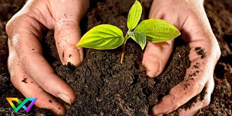 mo-thay-cay-danh-con-gi-de-trung-3