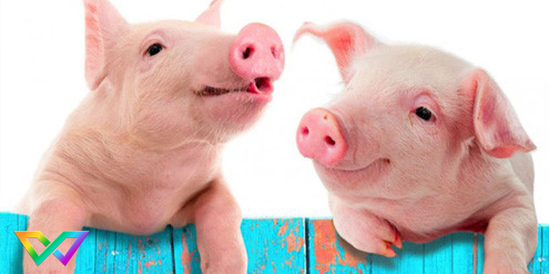 mo-thay-lon-la-tot-hay-xau