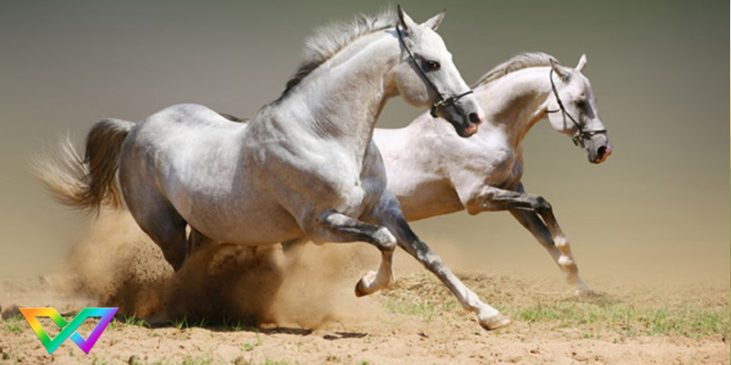 mo-thay-ngua-la-diem-bao-gi-2