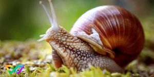 mo-thay-oc-la-tot-hay-xau