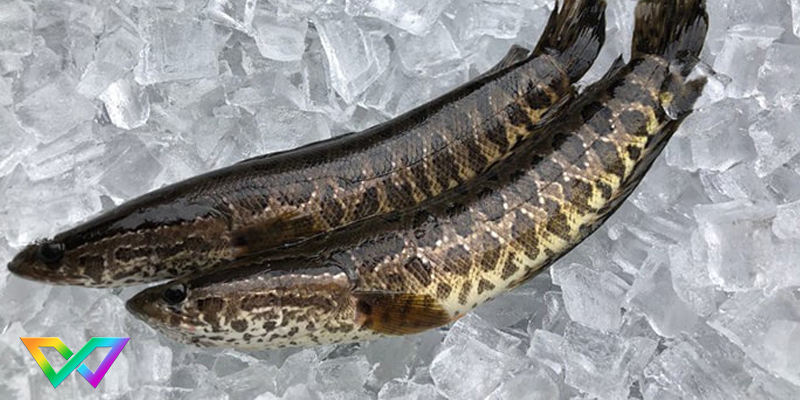 ngu-mo-thay-ca-loc-la-diem-bao-gi-2